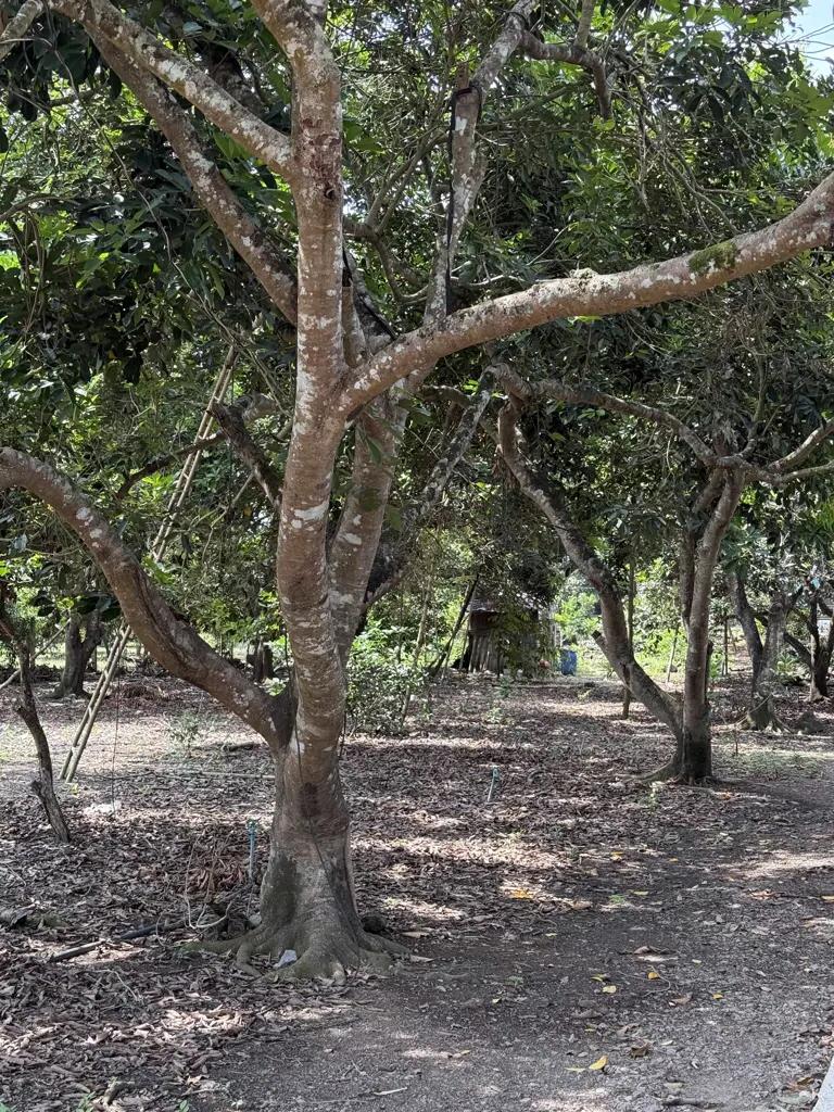 Main-🌿 SỞ HỮU ĐẤT VƯỜN SIÊU ĐẸP TẠI THỐNG NHẤT – DẦU GIÂY💰 Chỉ 880 triệu/sào-1