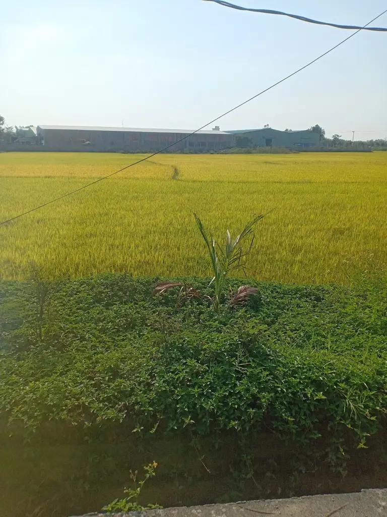 Main-Lô đất Nhơn Thọ 1 – Hòa Phước – gần Trường Nguyễn Văn Linh-2