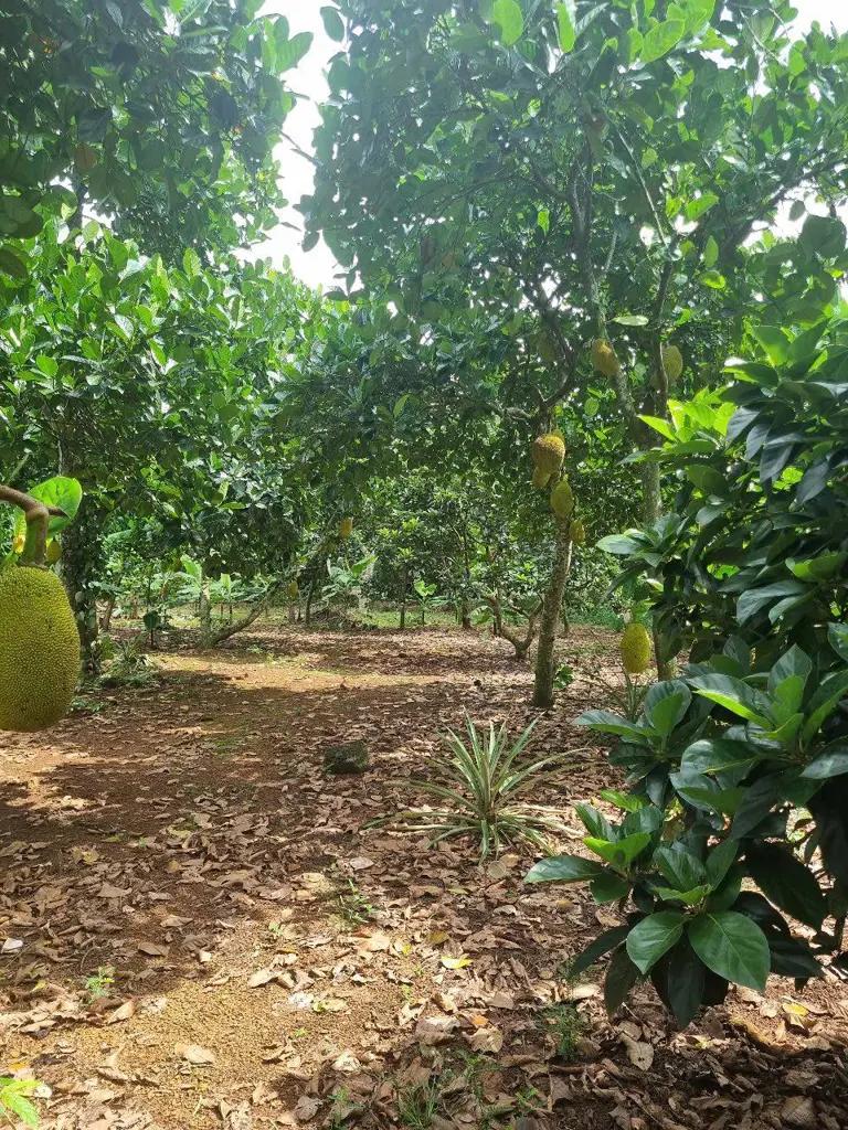 Main-Chính chủ bán giá ngợp lô đất vườn có ao nhỏ giá 585tr/1000m2 tại Định Quán-1