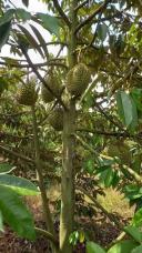 Thumb-Chính chủ bán giá ngợp lô đất vườn có ao nhỏ giá 585tr/1000m2 tại Định Quán-4