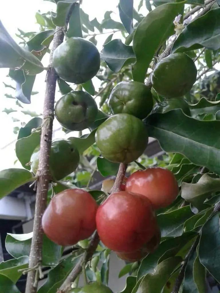 Main-Ngân hàng siết nợ nên cần bán gấp lô đất giá cực rẻ-2