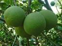 Thumb-Ngân hàng siết nợ nên cần bán gấp lô đất giá cực rẻ-4