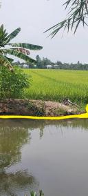Thumb-Bán gấp 3700m2 đất lúa xã Phương Trà, Cao Lãnh, Đồng Tháp-4