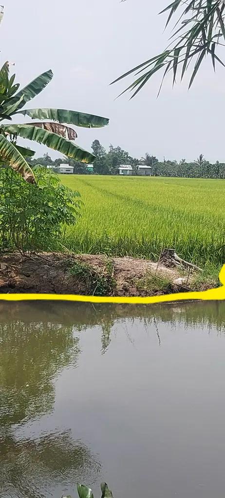 Main-Bán gấp 3700m2 đất lúa xã Phương Trà, Cao Lãnh, Đồng Tháp-3