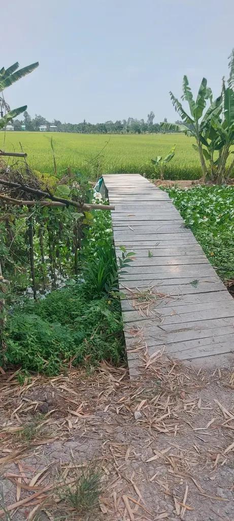 Bán gấp 3700m2 đất lúa xã Phương Trà, Cao Lãnh, Đồng Tháp