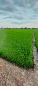 Thumb-Bán gấp 3700m2 đất lúa xã Phương Trà, Cao Lãnh, Đồng Tháp-6