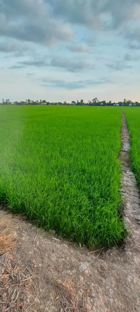 Main-Bán gấp 3700m2 đất lúa xã Phương Trà, Cao Lãnh, Đồng Tháp-5