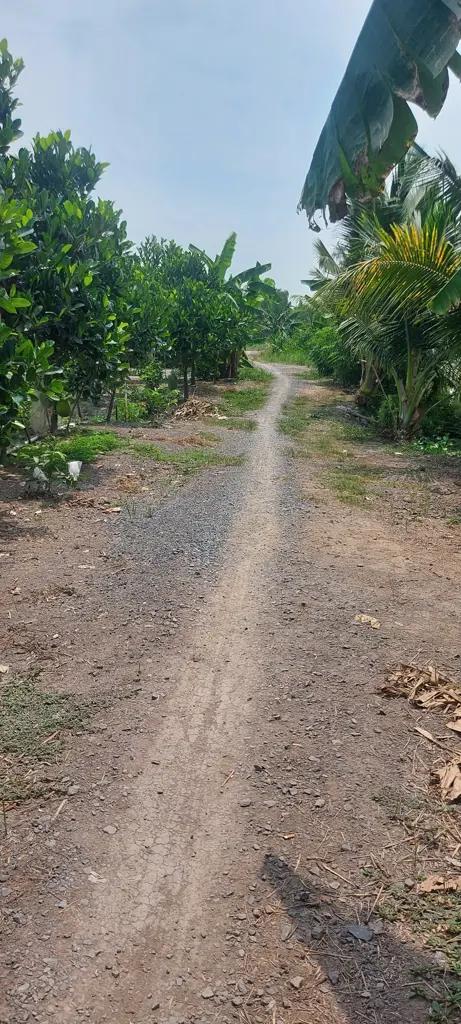 Main-Bán gấp 3700m2 đất lúa xã Phương Trà, Cao Lãnh, Đồng Tháp-4