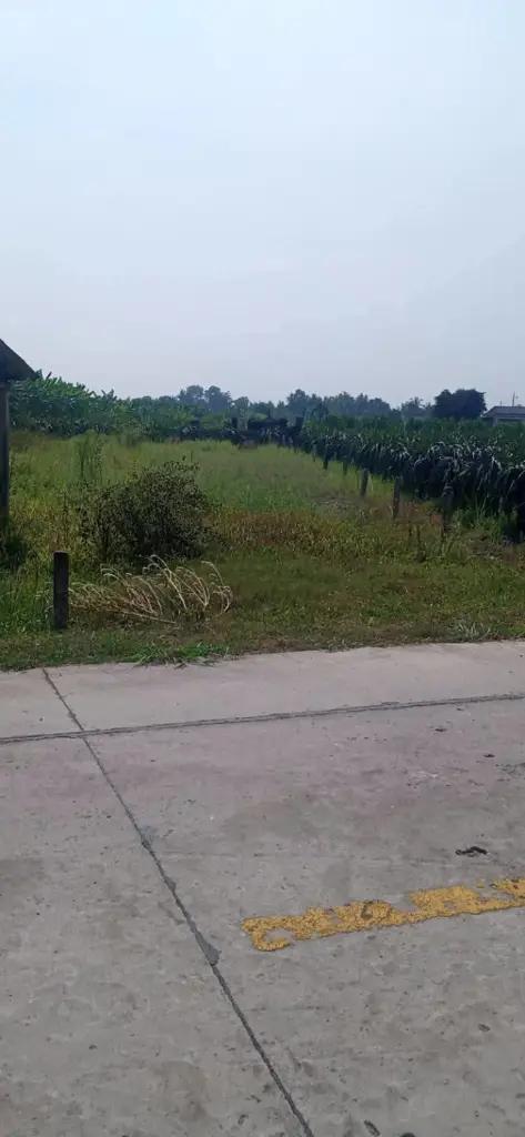 Main-BÁN NỀN ĐẤT THỔ MẶT TIỀN ĐƯỜNG LỘ DỪA XÃ VĨNH CÔNG, CHÂU THÀNH, LONG AN-2