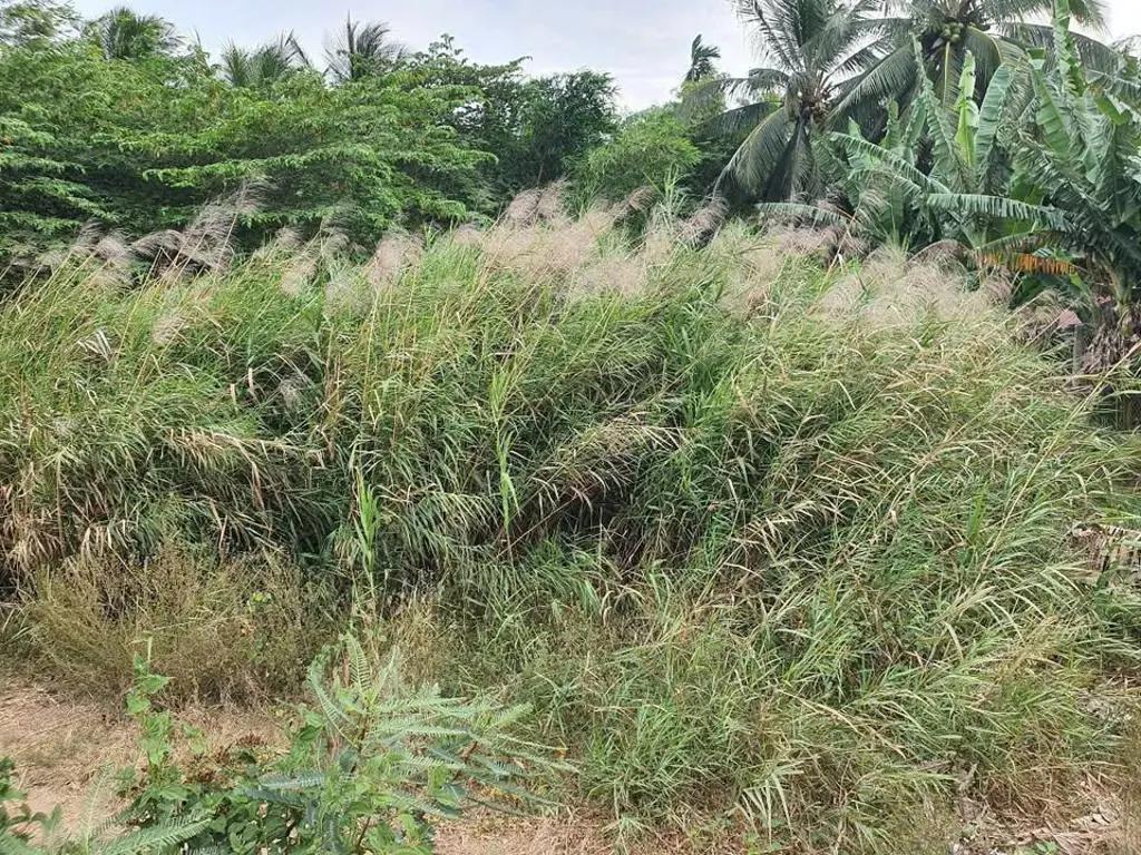 Main-Chuyển nhượng hơn 15m ngang đất Mặt tiền đường Nguyễn Đáng nối dài, đường bệnh viện đa khoa Trà Vinh-4
