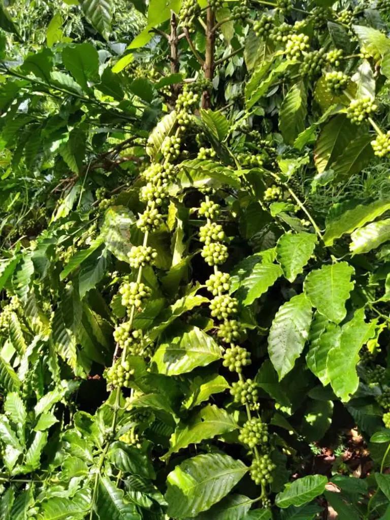 Main-Cần bán 9 sào rẫy tại hồ buôn bông, Eakao, TP. Buôn Ma Thuột-2