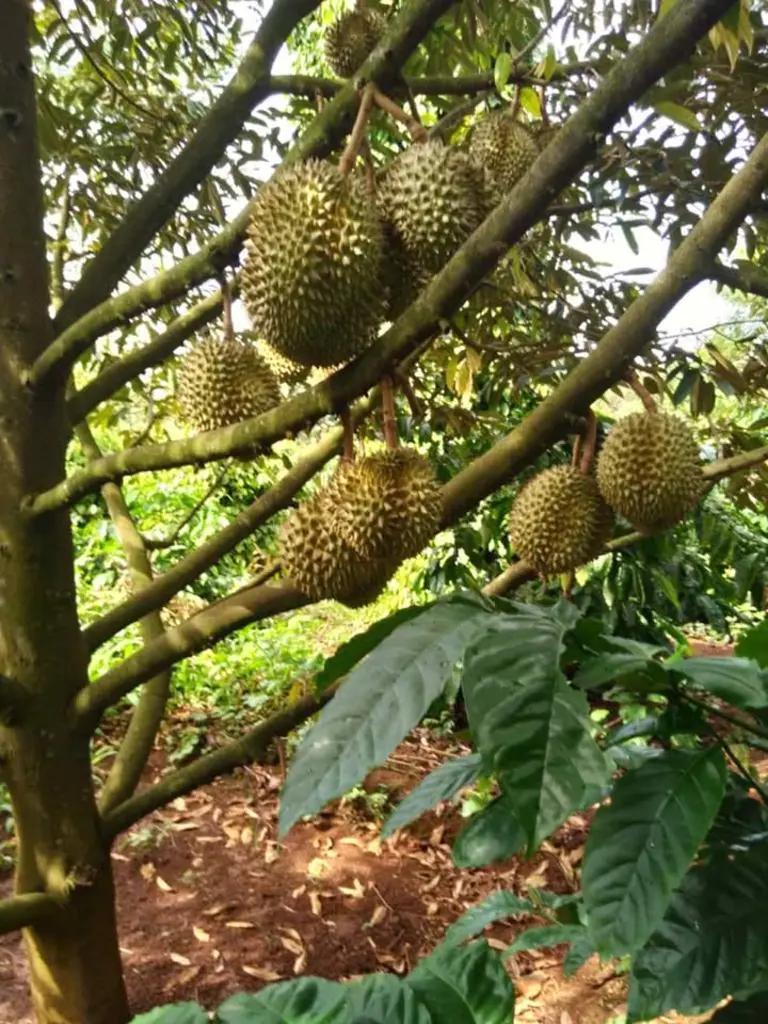 Main-Cần bán 9 sào rẫy tại hồ buôn bông, Eakao, TP. Buôn Ma Thuột-3