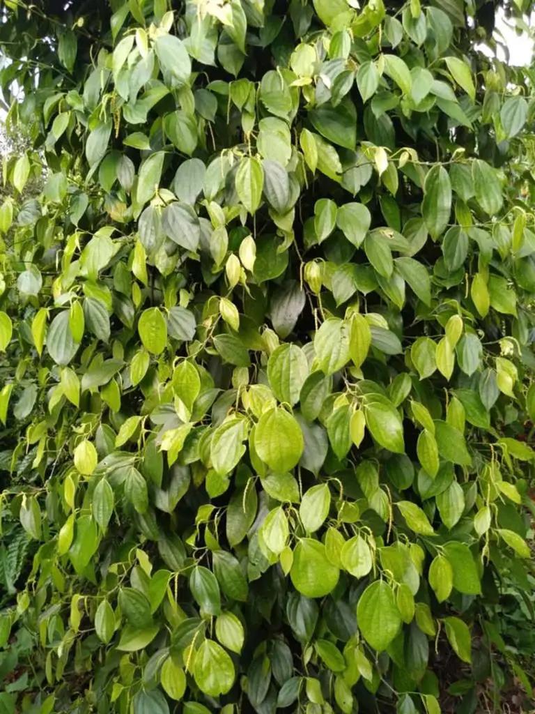 Main-Cần bán 9 sào rẫy tại hồ buôn bông, Eakao, TP. Buôn Ma Thuột-1