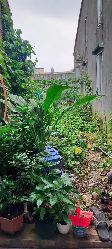 Main-Nhà Vườn Gác Lửng Giá Rẻ Gần Đường Nguyễn Ái Quốc – KP1 P. Tân Hiệp - TP. Biên Hòa-6