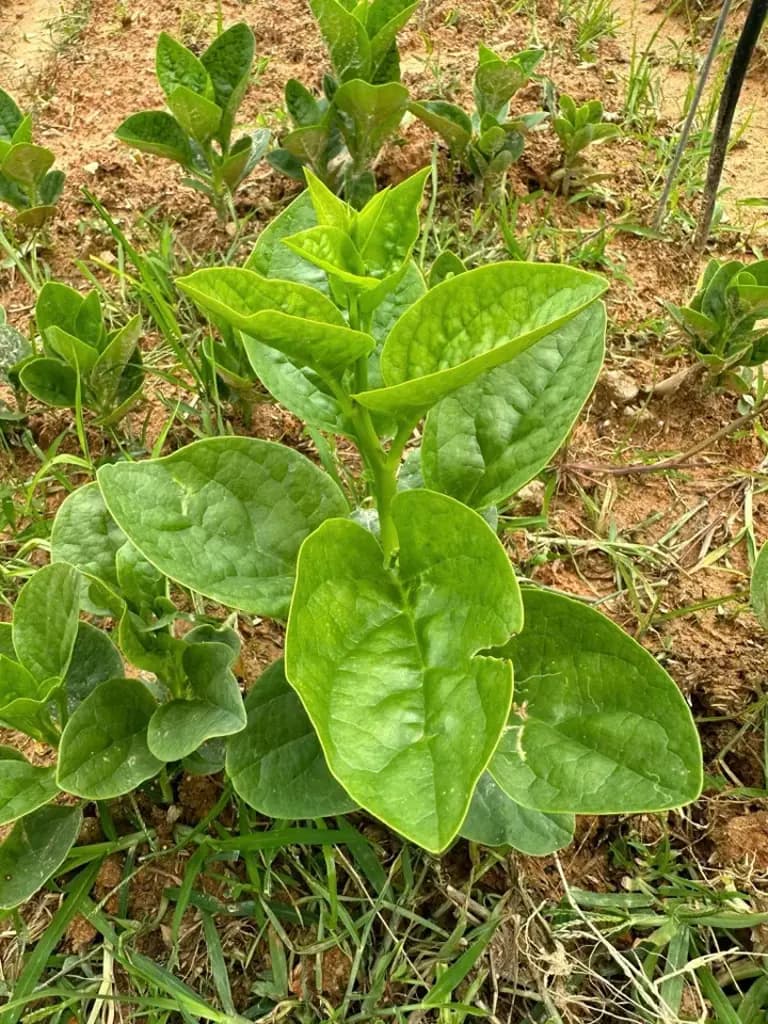 Main-Đất nông nghiệp + nhà cấp 4 đầy đủ nội thất tại cổ trấn Dran, 2Ty2 GIẢM CÒN 1TY999tr TRONG T4-5/2026-7