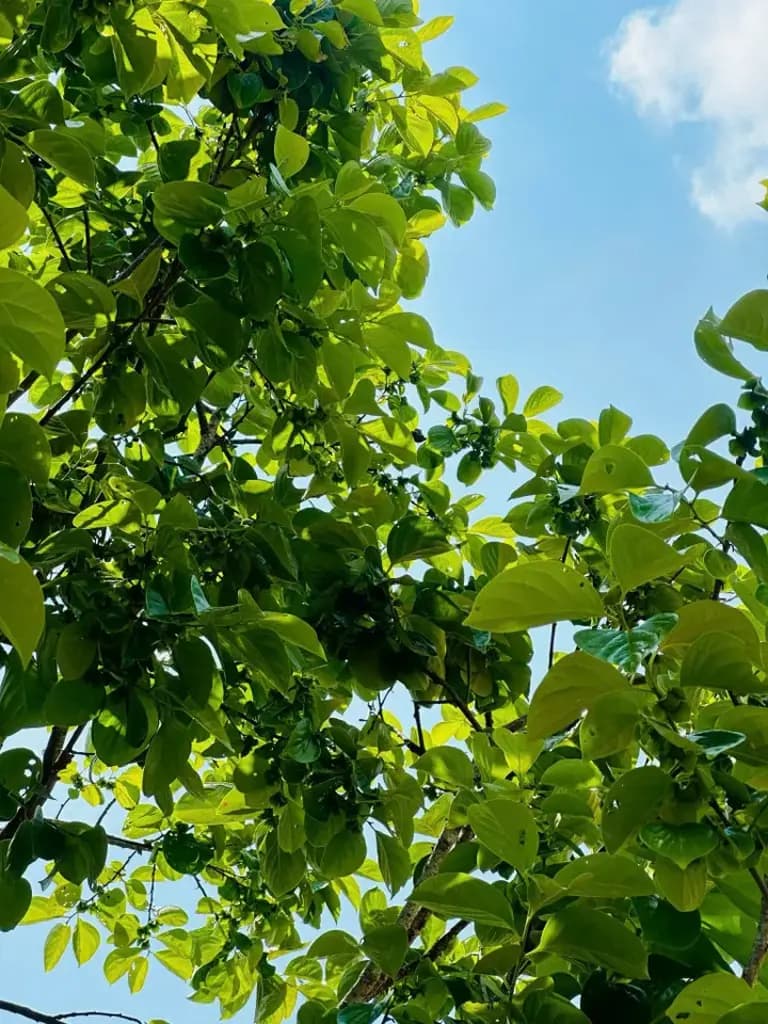 Main-Đất nông nghiệp + nhà cấp 4 đầy đủ nội thất tại cổ trấn Dran, 2Ty2 GIẢM CÒN 1TY999tr TRONG T4-5/2026-5