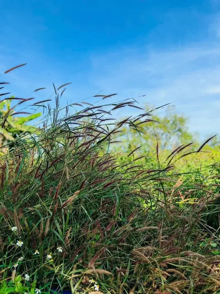 Main-Bán Đất 1700m2 bán gấp đất gần biển giá 3.9 tỷ tại - Chọn - Xã Bình Châu Huyện Xuyên Mộc Bà Rịa - Vũng Tàu-1