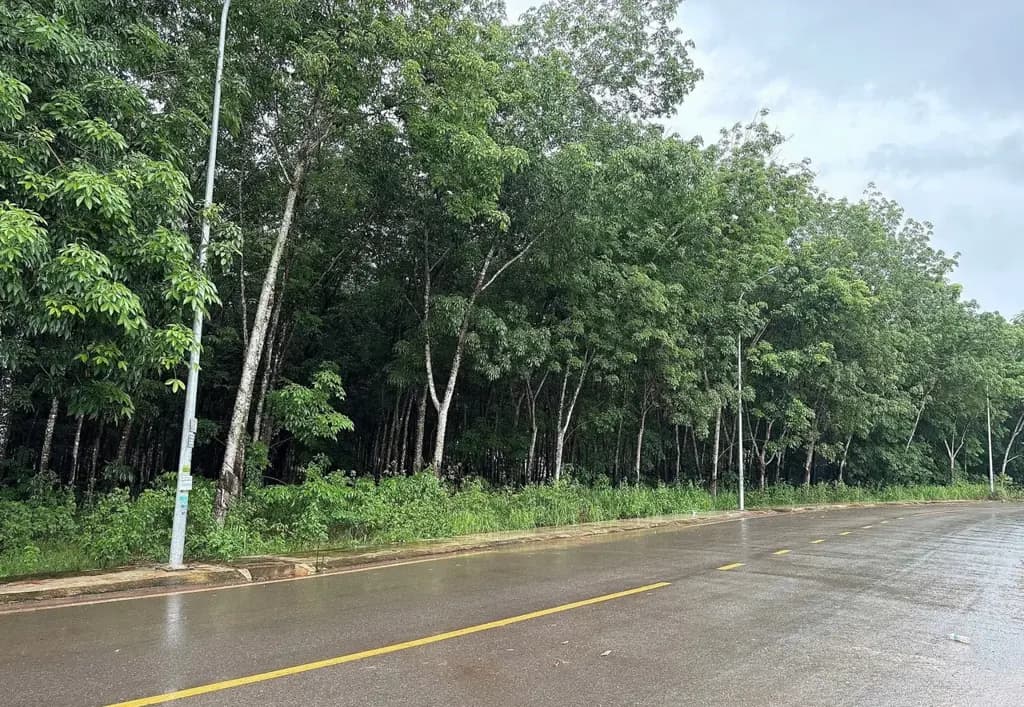Main-Bán Đất Mặt Tiền 5830m2 có sẵn 100 m2 thổ cư giá 4tỷ9xx Chơn Thành 53x110-5