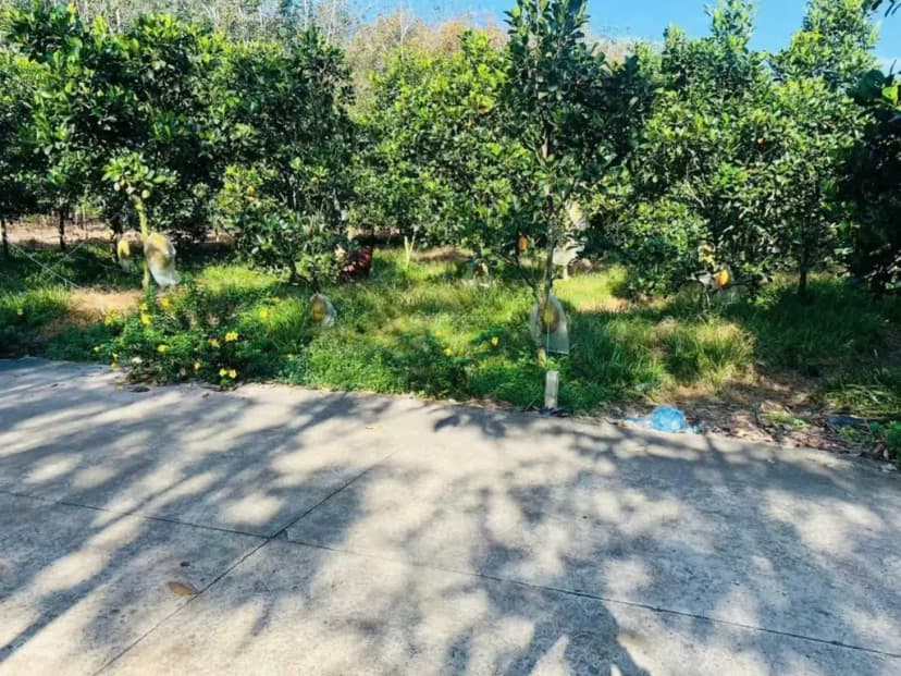 Đất vườn có sẳn cây ăn trái đang thu hoạch giá 380tr mua công chứng liền