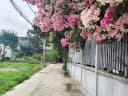 Thumb-Lô đất Nguyễn Thị Thử, 2 mặt tiền 5,5x18m xã XTS, Hóc Môn, Giá 2,75 Tỷ-2