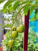 Thumb-BÁN NHÀ CHÍNH CHỦ phố Định Công Thượng, P.Định Công (Hoàng Mai), Hà Nội; 0963 703 203-4