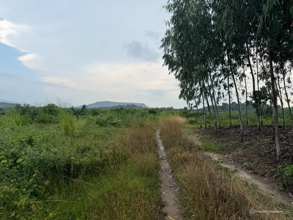 Main-CHỈ 800 TRIỆU - KHOẢNG 9.000M² ĐẤT TÂN MINH - LÂM ĐỒNG-1