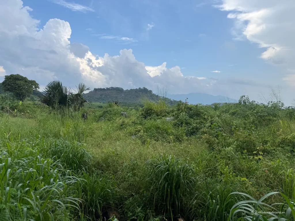 Main-CHỈ 800 TRIỆU - KHOẢNG 9.000M² ĐẤT TÂN MINH - LÂM ĐỒNG-2