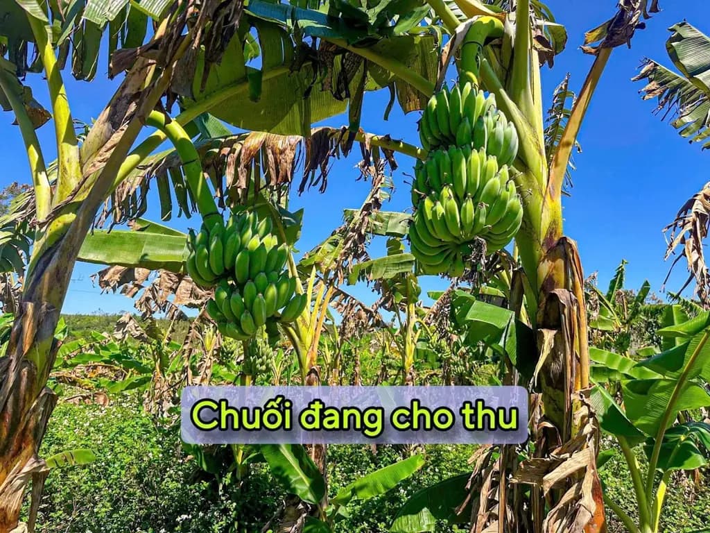 Main-📢 Cần bán lô đất giá tốt ✅ Diện tích: 6m x 29m ✅ Thổ cư 100% ✅ Đường bê tông, giao thông thuận tiện ✅ Pháp lý đầy đủ, sổ sẵn - công chứng ngay-4