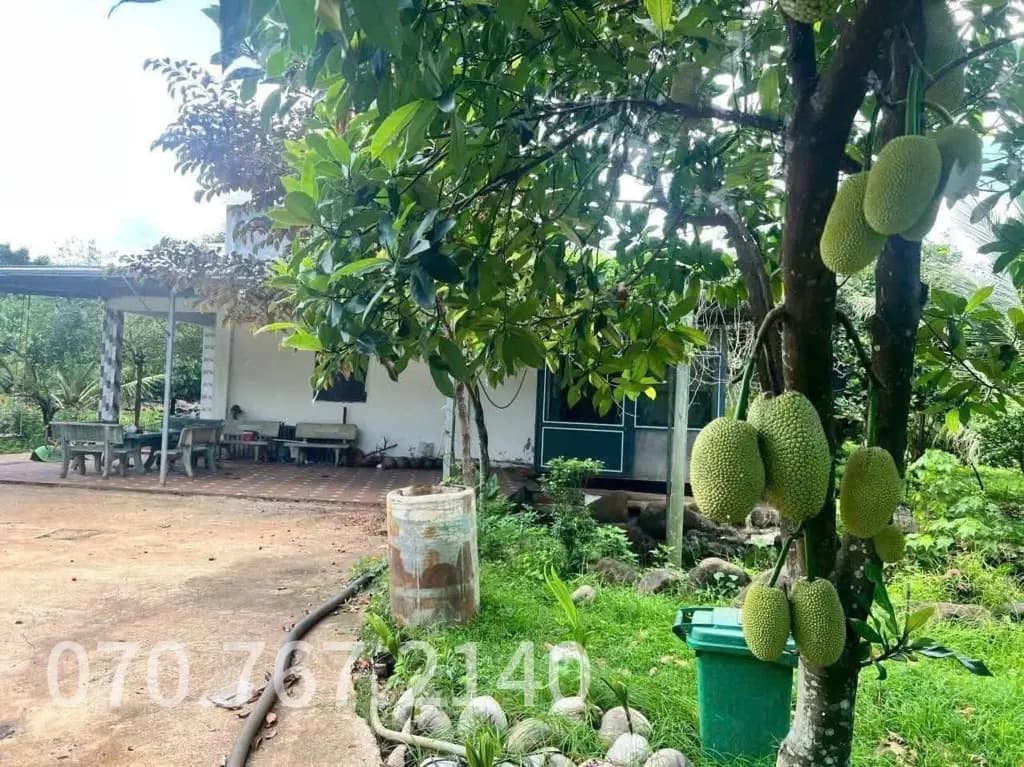 Main-CHÚ 2 CẦN BÁN GẤP NHÀ VƯỜN, CÂY TRÁI-3