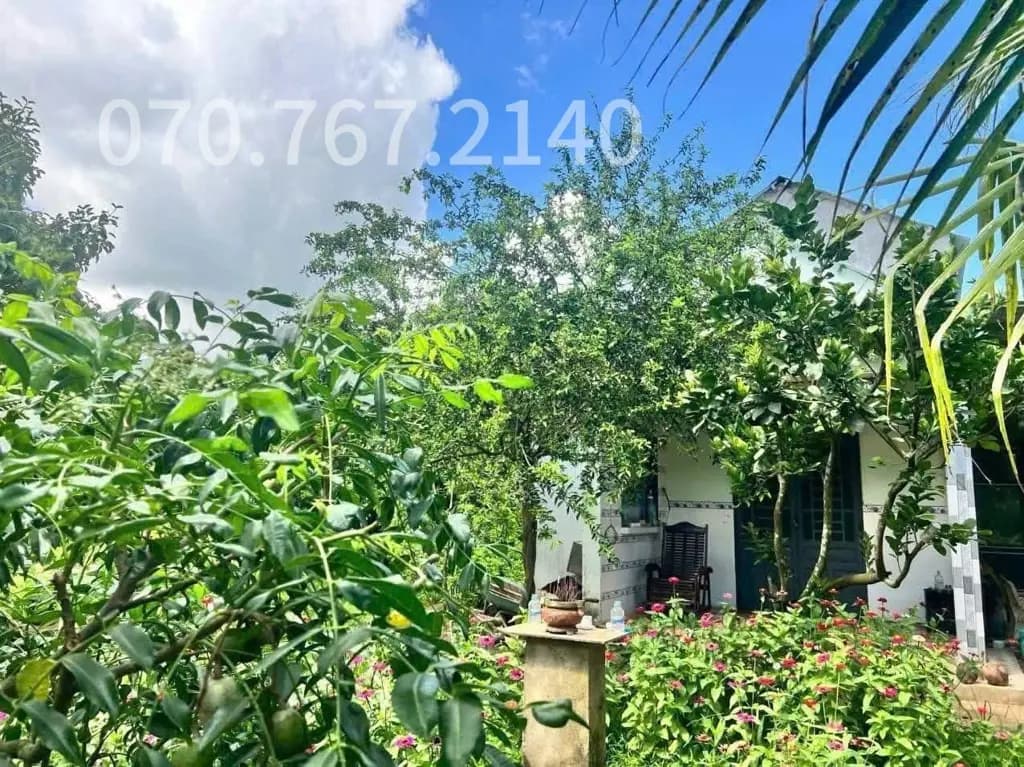 Main-CHÚ 2 CẦN BÁN GẤP NHÀ VƯỜN, CÂY TRÁI-1