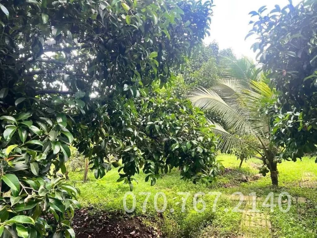 Main-CHÚ 2 CẦN BÁN GẤP NHÀ VƯỜN, CÂY TRÁI-5
