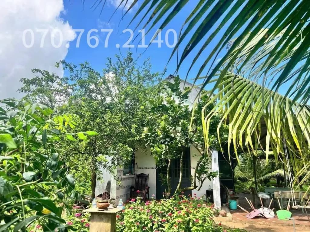 Main-CHÚ 2 CẦN BÁN GẤP NHÀ VƯỜN, CÂY TRÁI-4