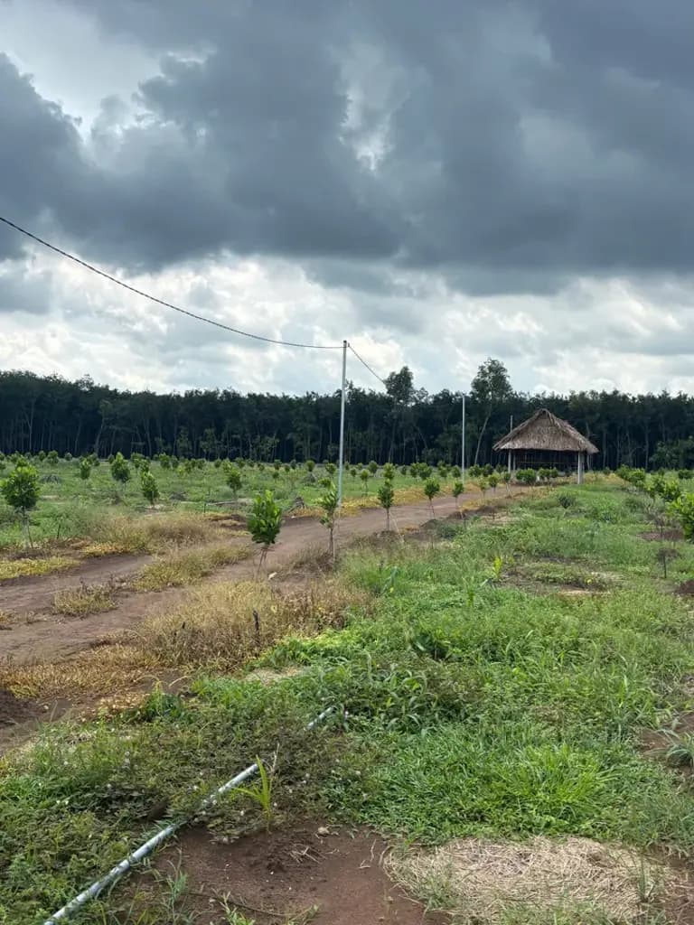 Bán Đất 3000m2 tặng nhà vườn mít đỏ giá 700tr ngay chợ rất thuận tiện , sổ riêng