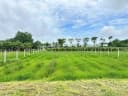 Thumb-Bán Đất 810m2 có sẵn 40 m2 thổ cư giá 1.3 tỷ tại Đường Trương Thị Kiện Xã Thái Mỹ Huyện Củ Chi TP. Hồ Chí Minh-1