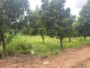Thumb-Bán 750m2/690tr tại Phú Giáo - TpHCM. Sẵn nhà chồi, cây ăn trái.-2