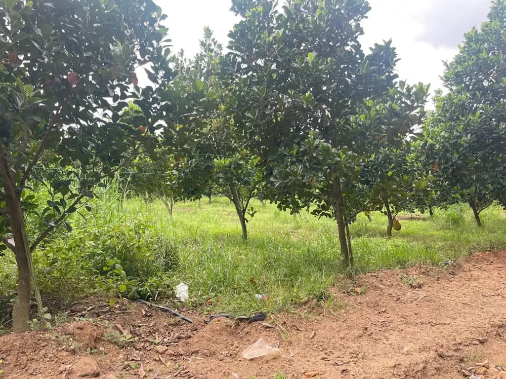 Main-Bán 750m2/690tr tại Phú Giáo - TpHCM. Sẵn nhà chồi, cây ăn trái.-1