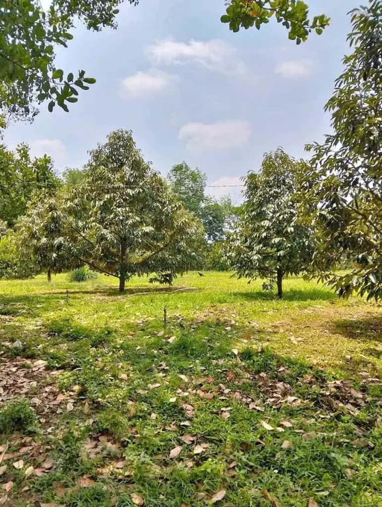 Main-Bán Đất 670m2 có sẵn 100 m2 thổ cư giá 450 triệu tại Xã Minh Hưng-2