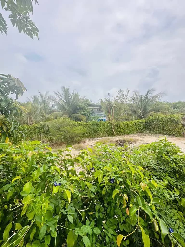 Main-ĐẤT ĐẸP ĐƯỜNG NHỰA 12M – TIỆN ÍCH TRONG TẦM TAY – KHÔNG GIAN SỐNG LÝ TƯỞNG-1