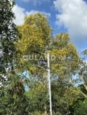 Thumb-Bán đất 15306m² ngang 100m giá 8.1 đ tại Xã Diên Lâm Huyện Diên Khánh-1
