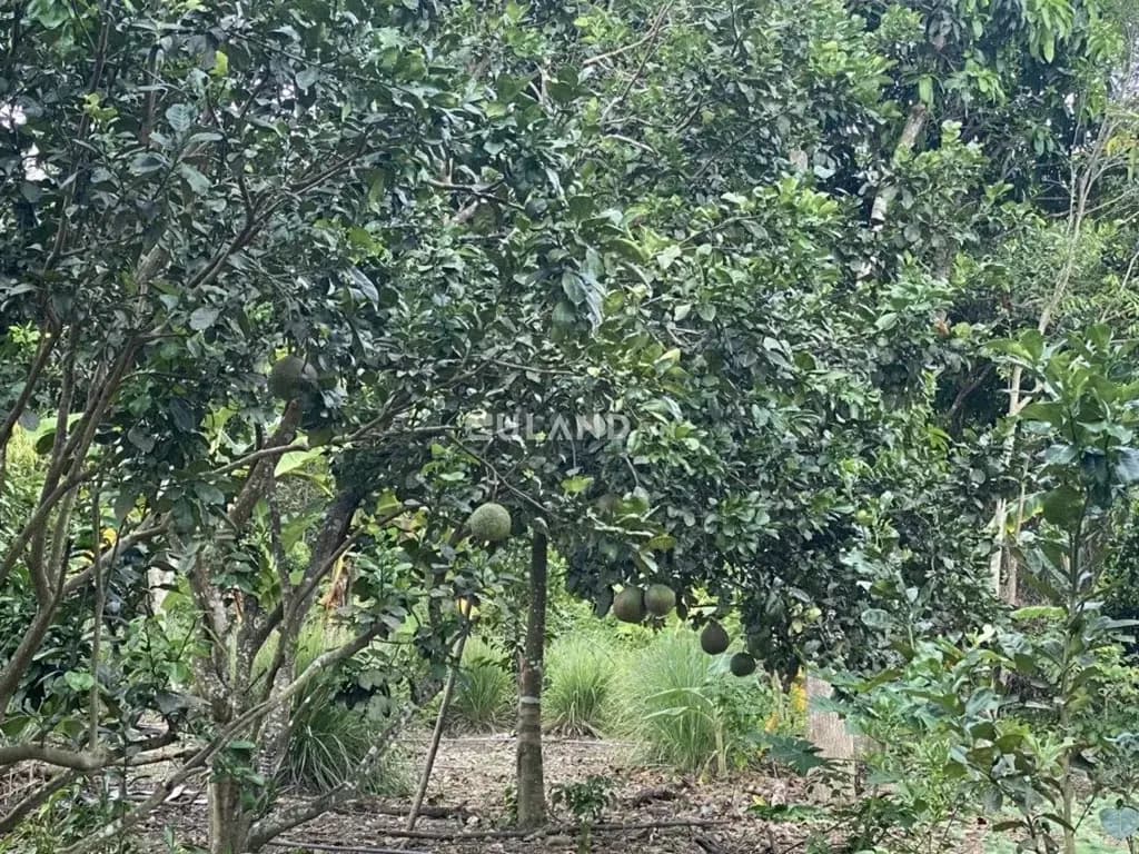 Main-Bán đất 15306m² ngang 100m giá 8.1 đ tại Xã Diên Lâm Huyện Diên Khánh-6