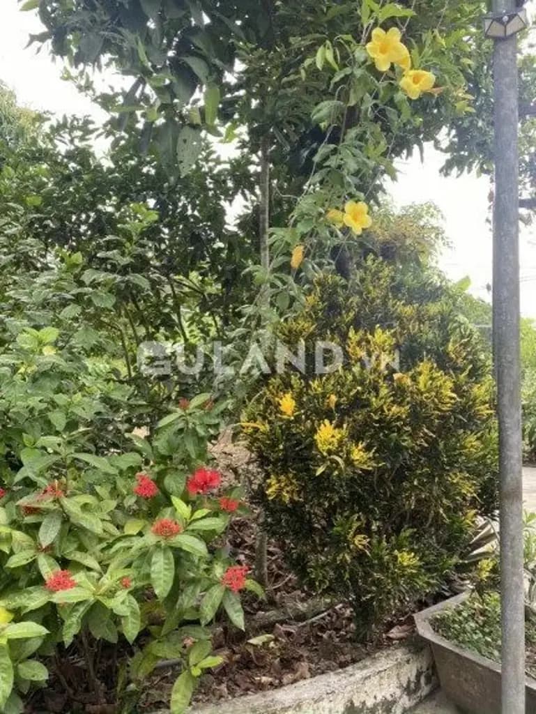 Main-Bán đất 15306m² ngang 100m giá 8.1 đ tại Xã Diên Lâm Huyện Diên Khánh-5