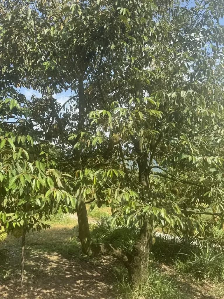 Main-CƠ HỘI ĐẦU TƯ HIẾM CÓ – QUỸ ĐẤT VÀNG ĐÓN ĐẦU HẠ TẦNG, GIÁ CHỈ 600.000Đ/M² (LH : 0913.429252)-4