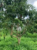 Thumb-Cho thuê Đất 1062m2 có sẵn 100 m2 thổ cư giá 5 triệu tại Đường Phan Đình Phùng Phường Lộc Tiến Thành phố Bảo Lộc Lâm Đồng-6