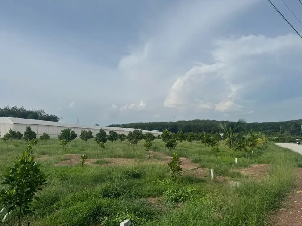 Main-Bán lô đất thổ cư có sẵn cây mít ,thích hợp làm nhà vườn nghỉ dưỡng tổng diện tích 369m2 có 100m2 thổ cư giá 430tr-1