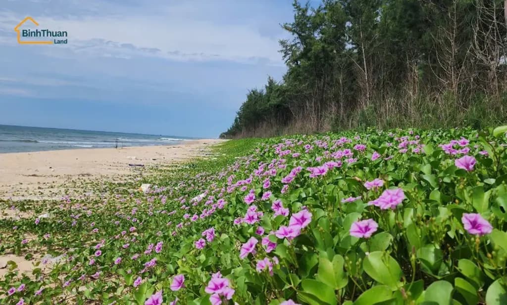 Main-✨Siêu Phẩm Đất Biển Hiếm Gần Novaworld Phan Thiết - Quỹ Đất Đẹp Với Vị Trí Và Tiềm Năng Vượt Trội✨-2