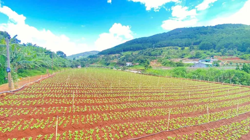Main-Bán 3 sào hẻm ql20, trung hiệp, hiệp an - lâm đồng-3