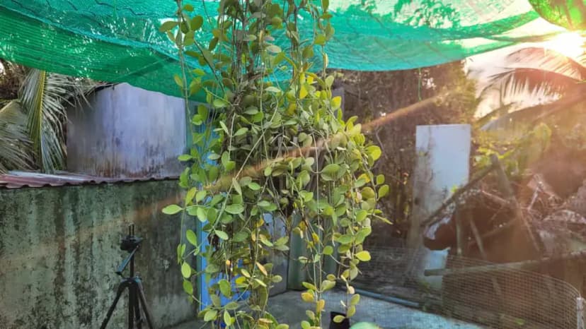 Chính chủ cần bán đất, đường N3 Khu đô thị Mỹ Hưng, Mỹ Phong, Đồng Tháp mới (TP. Mỹ Tho, Tiền Giang)