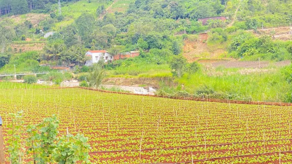 Main-Bán 3 sào hẻm ql20, trung hiệp, hiệp an - lâm đồng-2