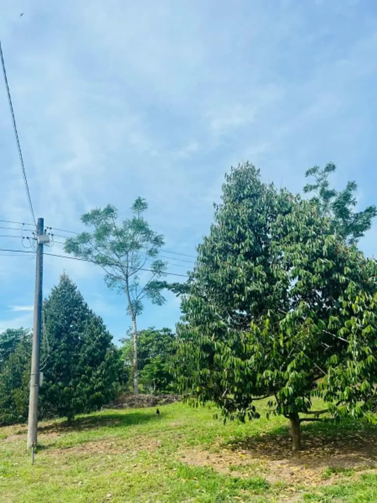 Main-Bán 716m2 thửa đất số 361 tại Xã An Bình, Huyện Phú Giáo, Tỉnh Bình Dương-2