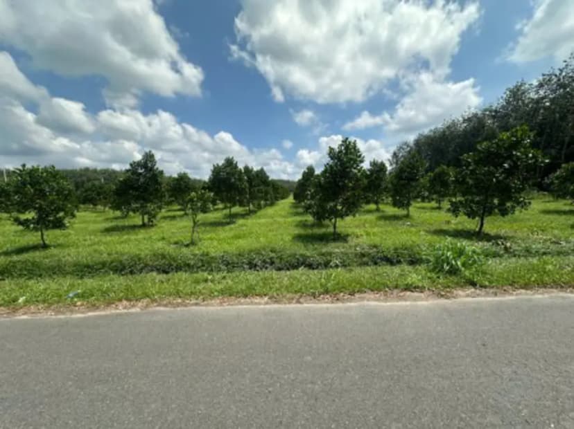 Chủ kẹt tiền bán gấp 1400m2 đất ngay sau chợ chính trường học, giá chỉ 290 triệu